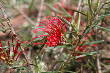 APII jpeg image of Grevillea molyneuxii  © contact APII