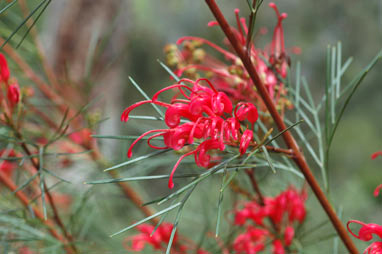 APII jpeg image of Grevillea 'Bonfire'  © contact APII