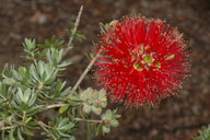 Kunzea pulchella