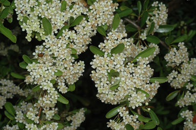 APII jpeg image of Pyracantha rogersiana  © contact APII