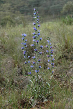 APII jpeg image of Echium vulgare  © contact APII