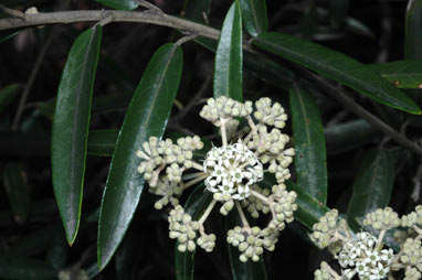 APII jpeg image of Astrotricha longifolia  © contact APII