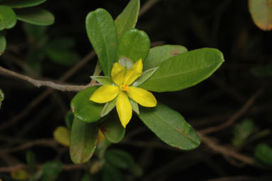 APII jpeg image of Hibbertia hexandra  © contact APII