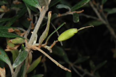 APII jpeg image of Grevillea irrasa subsp. didymochiton  © contact APII