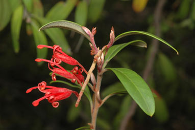 APII jpeg image of Grevillea victroriae var. leptoneura  © contact APII