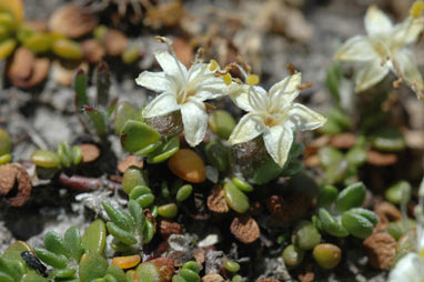 APII jpeg image of Wilsonia rotundifolia  © contact APII