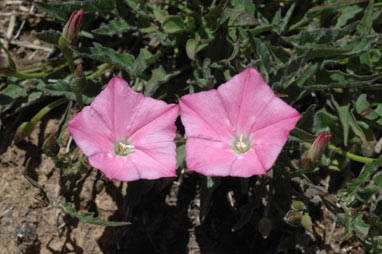 APII jpeg image of Convolvulus arvensis  © contact APII