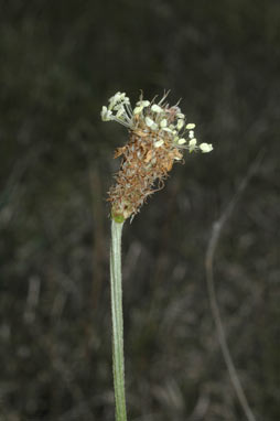 APII jpeg image of Plantago lanceolata  © contact APII