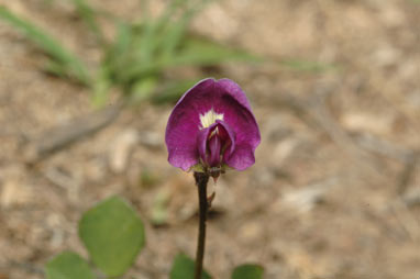 APII jpeg image of Glycine tabacina  © contact APII