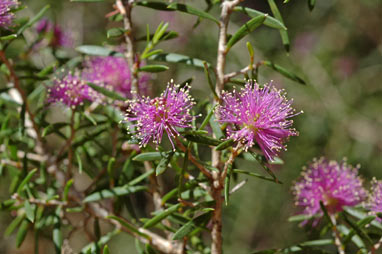 APII jpeg image of Melaleuca pentagona  © contact APII