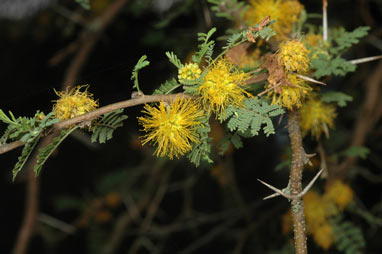 APII jpeg image of Vachellia caven var. caven  © contact APII