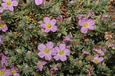 APII jpeg image of Frankenia pauciflora  © contact APII