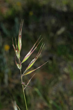 APII jpeg image of Rytidosperma erianthum  © contact APII