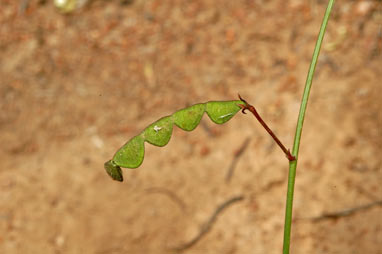 APII jpeg image of Desmodium varians  © contact APII