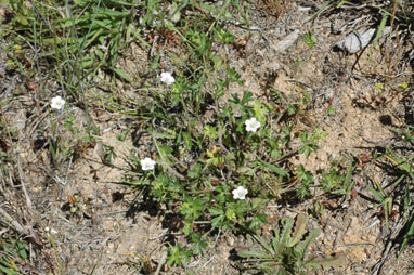 APII jpeg image of Geranium solanderi var. solanderi  © contact APII