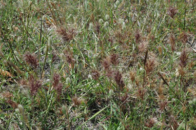 APII jpeg image of Bromus rubens  © contact APII