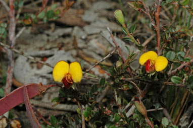 APII jpeg image of Bossiaea buxifolia  © contact APII