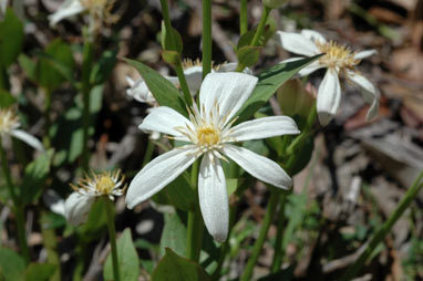 APII jpeg image of Clematis gentianoides  © contact APII