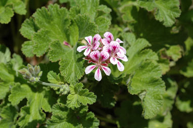 APII jpeg image of Pelargonium australe  © contact APII