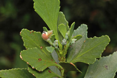 APII jpeg image of Phyllocladus aspleniifolius  © contact APII