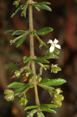 APII jpeg image of Zieria odorifera  © contact APII