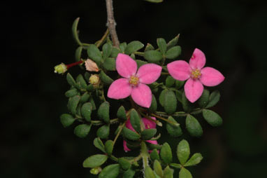 APII jpeg image of Boronia gracilipes  © contact APII