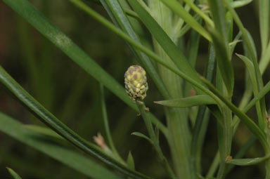 APII jpeg image of Podocarpus drouynianus  © contact APII