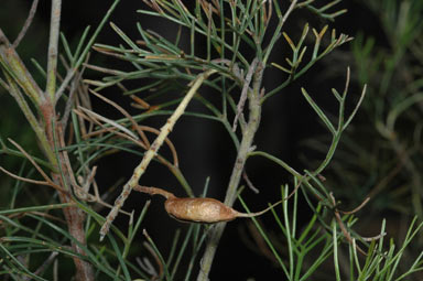 APII jpeg image of Grevillea preissii subsp. preissii  © contact APII