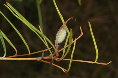 APII jpeg image of Grevillea fulgens  © contact APII