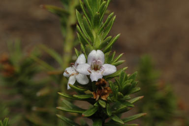 APII jpeg image of Diocirea acutifolia  © contact APII