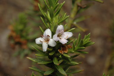 APII jpeg image of Diocirea acutifolia  © contact APII