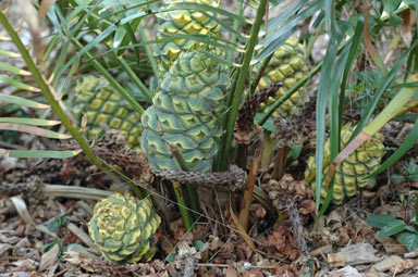 APII jpeg image of Macrozamia lucida  © contact APII