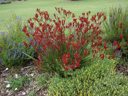 APII jpeg image of Anigozanthos 'Bush Sunset'  © contact APII