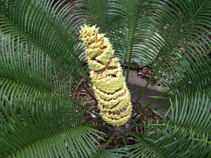 APII jpeg image of Lepidozamia peroffskyana  © contact APII