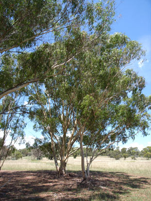 APII jpeg image of Eucalyptus scoparia  © contact APII