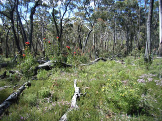 APII jpeg image of Telopea speciosissima  © contact APII