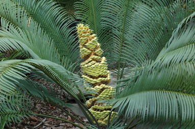 APII jpeg image of Lepidozamia peroffskyana  © contact APII