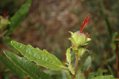 APII jpeg image of Adriana tomentosa var. hookeri  © contact APII