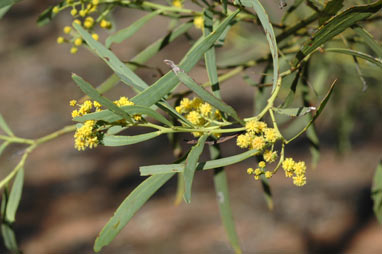 APII jpeg image of Acacia difformis  © contact APII