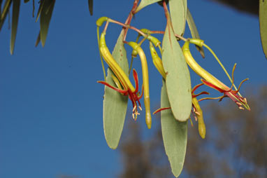 APII jpeg image of Muellerina eucalyptoides  © contact APII