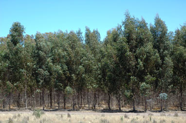 APII jpeg image of Eucalyptus obliqua  © contact APII