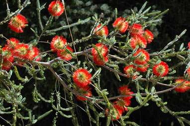 APII jpeg image of Beaufortia orbifolia  © contact APII