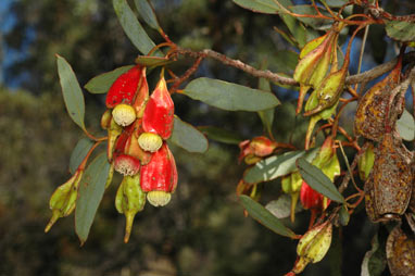 APII jpeg image of Eucalyptus dolichorhyncha  © contact APII