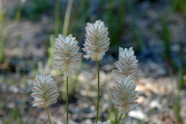 APII jpeg image of Ptilotus macrocephalus  © contact APII