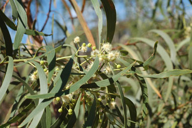 APII jpeg image of Acacia implexa  © contact APII