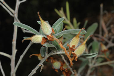 APII jpeg image of Grevillea floribunda subsp. floribunda  © contact APII