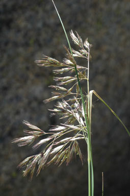 APII jpeg image of Chionochloa frigida  © contact APII