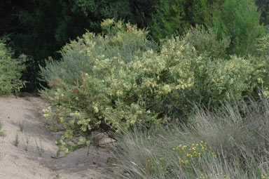 APII jpeg image of Acacia cremiflora  © contact APII