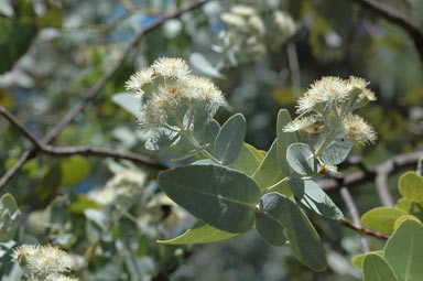 APII jpeg image of Eucalyptus melanophloia  © contact APII