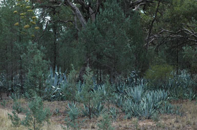 APII jpeg image of Agave americana  © contact APII